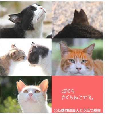 さくらねこ支援　静岡市産茶ティーバッグ3種類【静岡茶・ほうじ茶・和紅茶】各12個入計36ティーバッグ