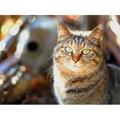 さくらねこ支援付き　静岡茶ティーバッグ　12個入り×5袋(合計60ティーバッグ)