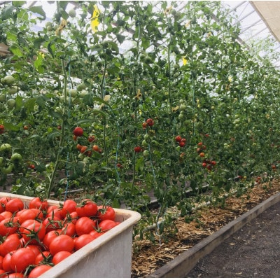 甘さと旨味があふれる!フルーティーな中玉トマト「アミノレッド」2kg