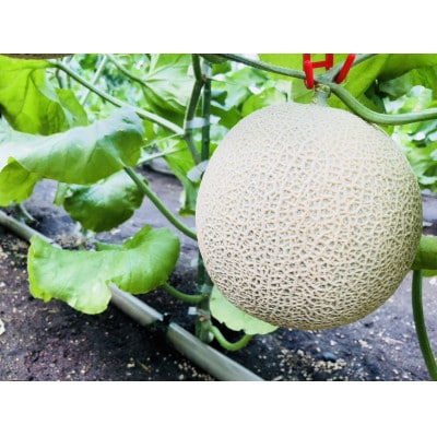 お中元や夏ギフトにおすすめ　甘さあふれる!マスクメロン　1玉(1.5kg～2kg)