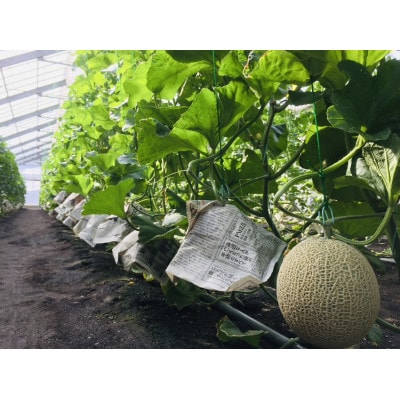訳ありでも甘い!甘さあふれる!マスクメロン　1玉(1.5kg～2kg)