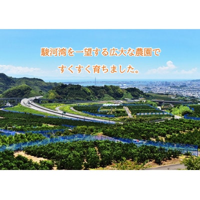 しみず THE MIKAN 100%(清水産みかんジュース)720ml×2本セット