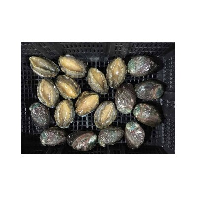 あわび(蒸し)50g×10粒