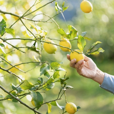 静岡県産レモン使用　オリジナルレモンシロップ　虹色レモンシロップ　300g×3本セット