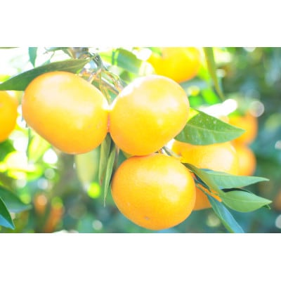 静岡　西ヶ谷蜜柑農園　寿太郎みかん「恋蜜」　3Kg