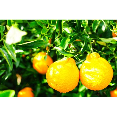 静岡　西ヶ谷蜜柑農園　越冬　不知火　2L～4L　(5玉～7玉)