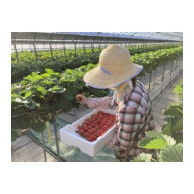 【贈答品】糖度15度以上!大粒いちご(品種:ベリーポップすず)