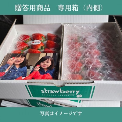 【2027年出荷の先行予約】【贈答用】静岡県産紅ほっぺ500g×2パック