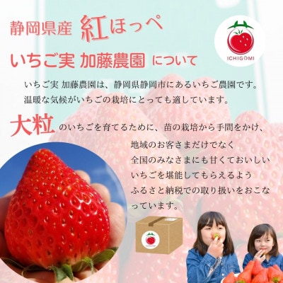 【2026年出荷の先行予約】静岡県産いちご 紅ほっぺ　280g×2パック