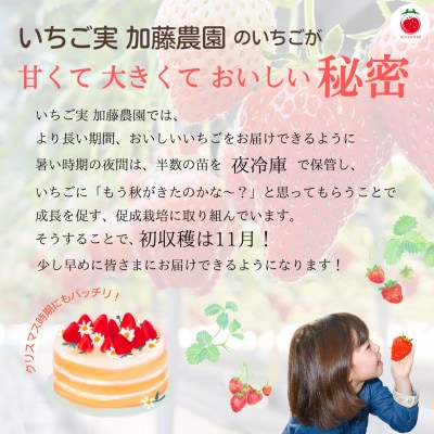 【2026年出荷の先行予約】静岡県産いちご 紅ほっぺ　280g×2パック