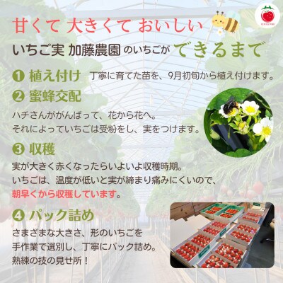 【2026年出荷の先行予約】静岡県産いちご 紅ほっぺ　280g×2パック
