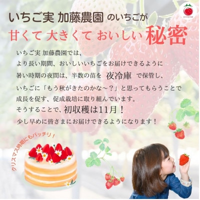 【先行予約受付中】【年内配送!!】静岡県産紅ほっぺ 280g×2パック