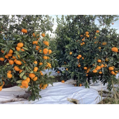 甘い青島みかん　2.5kg　静岡県より産地直送