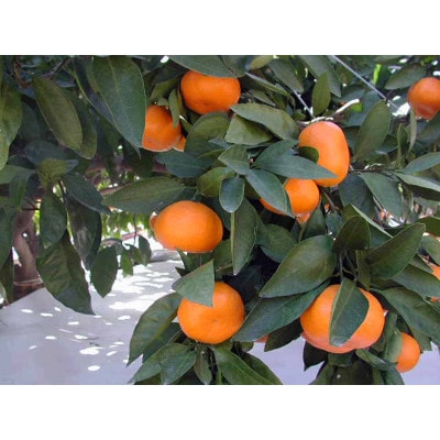 甘い青島みかん　2.5kg　静岡県より産地直送