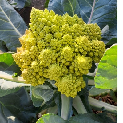 旬のお野菜詰め合わせセット