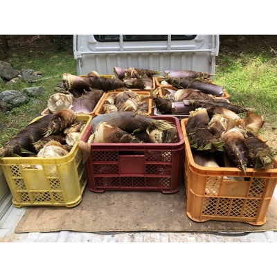 新鮮即茹で!筍水煮 150g×8袋セット