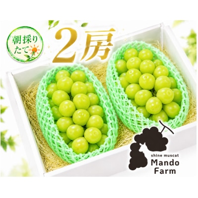 静岡産シャインマスカット2房(約1kg)