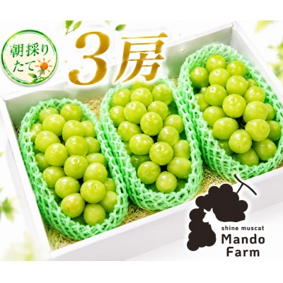 静岡産シャインマスカット3房(約1.5kg)