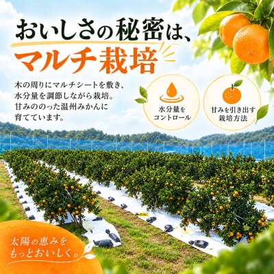 杵築産 温州みかん 5kg(秀品)(S玉～L玉)