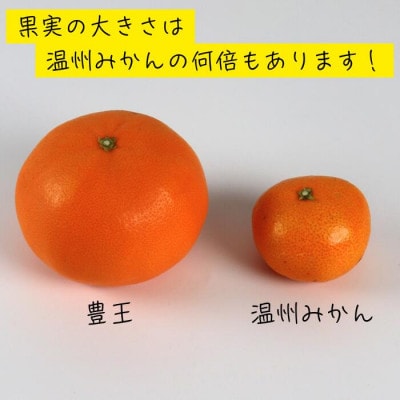 豊王(ほうおう)約3kg(化粧箱入)