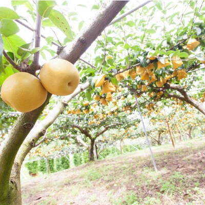 【訳あり・優品】野菜ソムリエが育てた九州・大分県杵築産「豊水梨」約5kg
