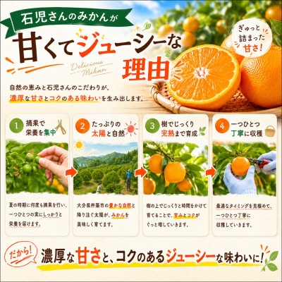 野菜ソムリエが育てた九州・大分県杵築産「特選 温州みかん」10kg(M、L玉)