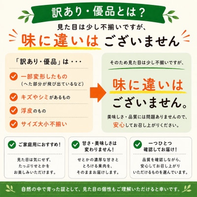 【訳あり・優品】野菜ソムリエが育てた九州・大分県杵築産「せとか」2.5kg(5～16玉)