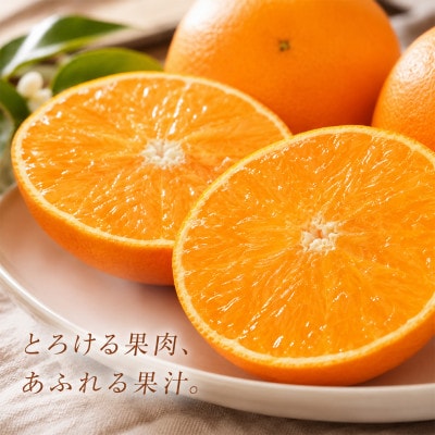 野菜ソムリエが育てた九州・大分県杵築産「特選 せとか」2.5kg(5～16玉)