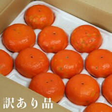 【訳あり・優品】野菜ソムリエが育てた九州・大分県杵築産「アンコール」約2.5kg(6～16玉)
