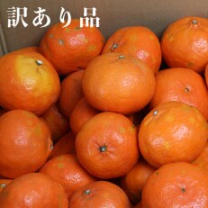 【訳あり・優品】野菜ソムリエが育てた九州・大分県杵築産「アンコール」約10kg