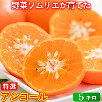 野菜ソムリエが育てた九州・大分県杵築産「特選 アンコール」5kg(2.5キロ×2箱)