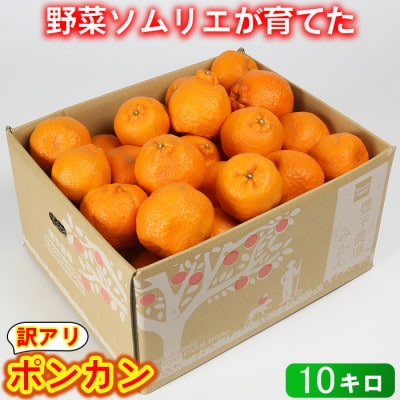 【訳あり・規格外品】野菜ソムリエが育てた九州・大分県杵築産「ポンカン」10kg(サイズ混合不揃い)
