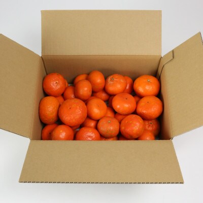【訳あり・規格外品】野菜ソムリエが育てた九州・大分県杵築産「アンコール」3.5kg(10～30玉)