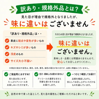 【訳あり・規格外品】野菜ソムリエが育てた九州・大分県杵築産「アンコール」3.5kg(10～30玉)