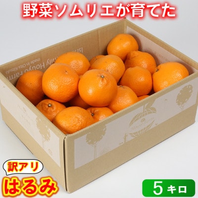 【訳あり・規格外品】野菜ソムリエが育てた九州・大分県杵築産「はるみ」5kg(サイズ混合不揃い)
