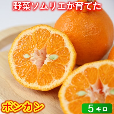 野菜ソムリエが育てた九州・大分県杵築産「ポンカン」5kg(バラ詰め)