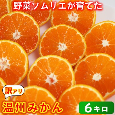 [訳あり規格外品]野菜ソムリエが育てた九州・大分県杵築産「温州みかん」6kg(サイズ混合不揃い)