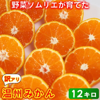 [訳あり規格外品]野菜ソムリエが育てた九州・大分県杵築産「温州みかん」12kg(サイズ混合不揃い)