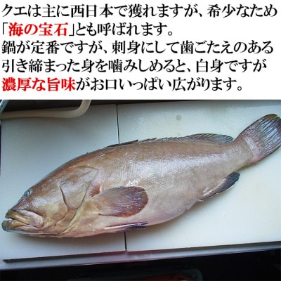 大分水産の豊後とらふぐ刺身&高級魚くえ刺身の味比べセット6人前(冷凍)