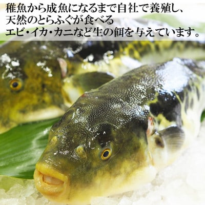 豊後とらふぐ料理セット4～5人前※白子付(冷凍)