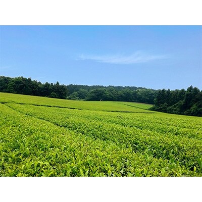 法政大学オリジナル緑茶「ほうせい茶」 500ml×24本