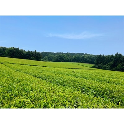 大分県杵築市産茶葉使用 ほうせい茶 500ml×24本