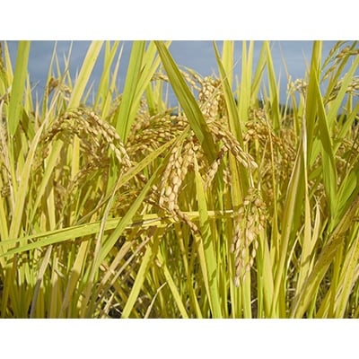 新庄産 ちりめん米 ひのひかり 精米5kg×4袋 | 大分県杵築市