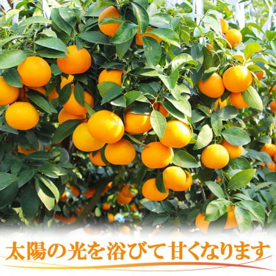 今村農園のおひさまきらりん 約2.5kg [秀品]