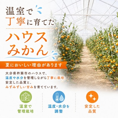 今村農園のハウスみかん 約5kg [秀品]