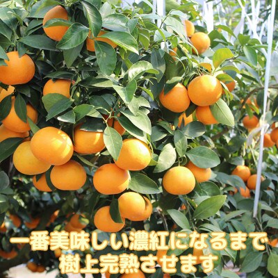今村農園のおひさまきらりん 約20kg [秀品]