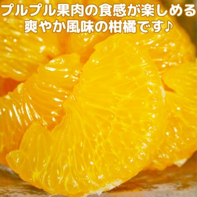 [訳あり・規格外品] 今村農園の蔵姫くらひめ(紅甘夏) 約13kg
