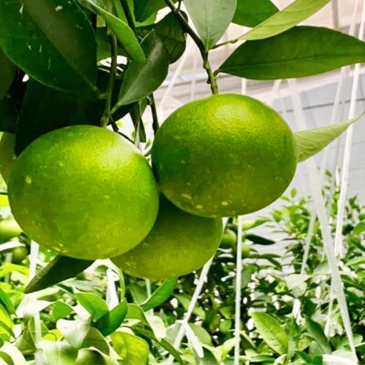 今村農園のグリーンハウスみかん 約5kg [秀品]