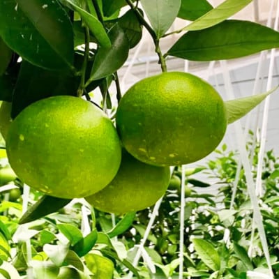 今村農園のグリーンハウスみかん 約10kg [秀品]