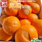 [訳あり・規格外品] 今村農園の蔵姫くらひめ(紅甘夏) 約20kg